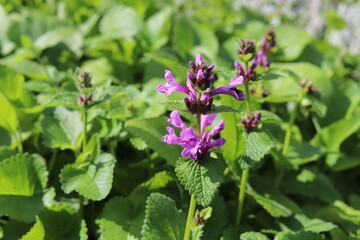 Herbal Highlights: Wood Betony
