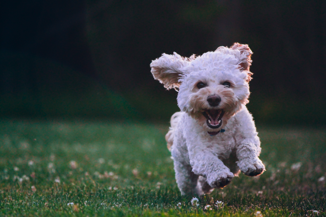 How to Choose a Product for your Dog’s Anxiety